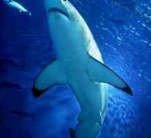 Postoje li morski psi na Mediteranu? Vrste morskih pasa