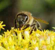 Postoje li šećeri u medu: korisna svojstva, vrste i značajke potrošnje