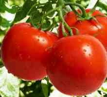Evpator - rajčica za uzgoj stakla