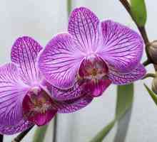 Phalaenopsis: reprodukcija i skrb kod kuće