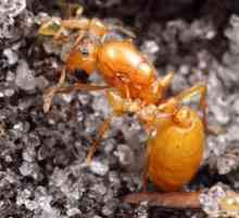Faraoni mravi: kako se riješiti