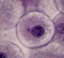 Faze mitoze: njihova svojstva. Značaj mitotičke diobe stanica