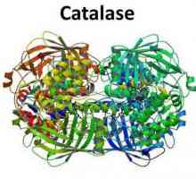 Katalazni enzim: osnovne značajke
