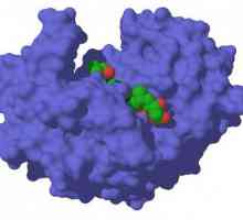 Enzim koji razgrađuje proteine. Koje su funkcije proteina?