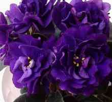 Violet `crni biser`: opis kultivara i fotografije