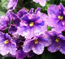 Violet Chimera: opis, reprodukcija, uzgoj i sorte