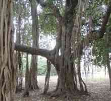 Ficus Bengali: njegu, reprodukcija, uzgojni uvjeti