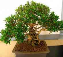 Ficus mali-leaved: pravila uzgoja i brige