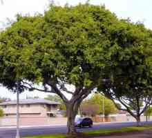 Ficus Moclame: Uzgoj i njegu