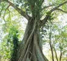 Ficus svet: opis, transplantacija i skrb kod kuće