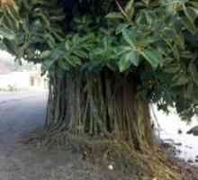Ficus elastična. Ficus je gumasta. Njega i kultivacija kuća