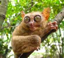 Filipino tarsier: zanimljive činjenice, fotografija