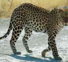 Fiziologija, ponašanje i brzina leoparda: zanimljive činjenice iz divljine i poznanstva s…