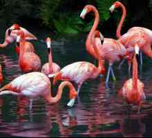 Flamingo (ptica): kratki opis, značajke i zanimljive činjenice