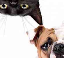 `Foresto` - ovratnik za mačke i pse: značajke i recenzije