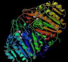 Alkalna fosfataza - važan enzim ljudskog tijela
