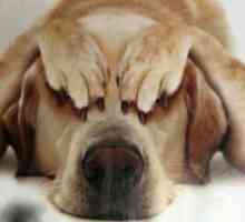 `Fospasim` za pse - sigurna zaštita od stresa