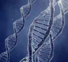 Fragmentacija DNA sperme