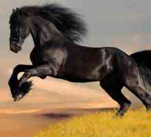 Frazeologija je tamni konj. Značenje, povijest i uporaba