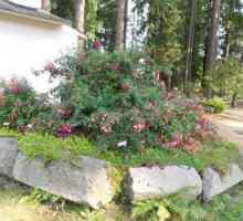 Fuchsia u vrtu: uzgoj i njegu, reprodukcija, fotografija