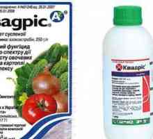 Fungicid `Quadrice`: upute za upotrebu, opis i recenzije
