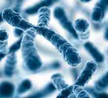Funkcije kromosoma i njihove strukture. Koja je funkcija kromosoma u stanici?