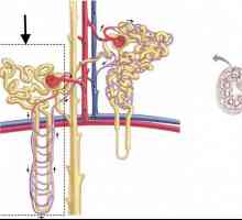 Funkcije i struktura nefronu