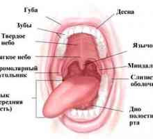 Funkcije i struktura usne šupljine