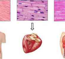 Funkcije mišićnih tkiva, tipova i strukture