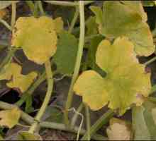 Fusarium žudnje biljke: znakovi nastanka bolesti
