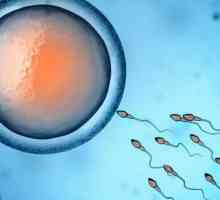 Gametogeneza je ... Faze hematogeneze i oblike spolne reprodukcije