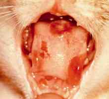 Gangrenozni stomatitis kod mačaka: uzroci, simptomi, liječenje