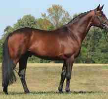 Hanoverska pasmina konja: fotografija, recenzija, opis