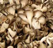 Gdje i kako se koristi gljiva kamenica: kuhanje i skladištenje