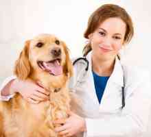 Gdje je najbolja veterinarska bolnica u Primorskim okrugu?
