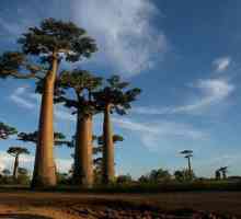 Gdje je Madagaskar? Republika Madagaskar: povijest, znamenitosti, zanimljive činjenice