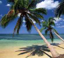 Gdje raste kokos? Uvjeti života kokosovog dlana