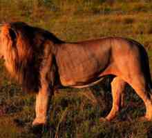 Gdje žive lavovi? Životinje u Africi: lav. Divlji životinjski lav