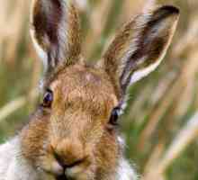 Gdje zečevi žive i kopaju bujice?
