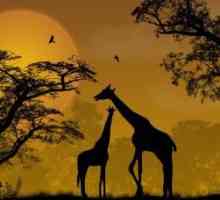 Gdje žive žive? Kakvo je stanište žirafa i kako se prilagodbe tome?