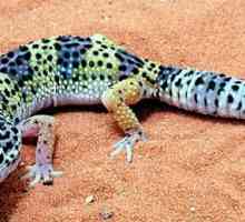 Gecko je ... Gecko gušter: briga, hranjenje, sadržaj