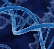 Gen, genom, kromosom: definicija, struktura, funkcije