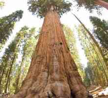 `Генерал Шерман` - самое большое дерево в мире. Гигантская секвойя