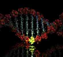 Gene mutacije povezane su s promjenama broja i strukture kromosoma