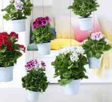 Geranium kraljevski: obrezivanje za bujno cvjetanje, njegu i reprodukciju kod kuće
