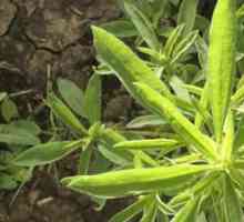 Herbicidi za uništavanje korova: sorte i načine djelovanja