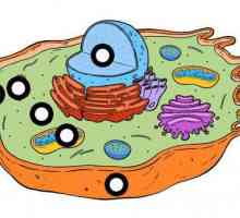Hyaloplasma je tekući medij u stanici koji kombinira njegove komponente