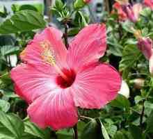 Hibiscus treelike vrt: opis biljke, skrb, reprodukcija