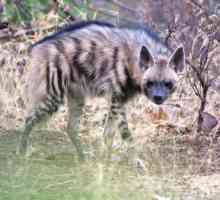 Hjela prugasta (Hyaena hyaena): opis, stanište. Svijet hijena