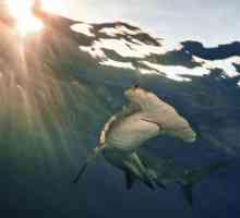 Giant Hammerhead Shark: opis i fotografija